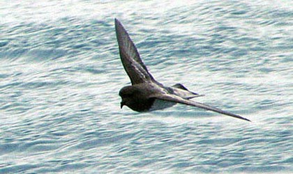 Grey-backed storm petrel